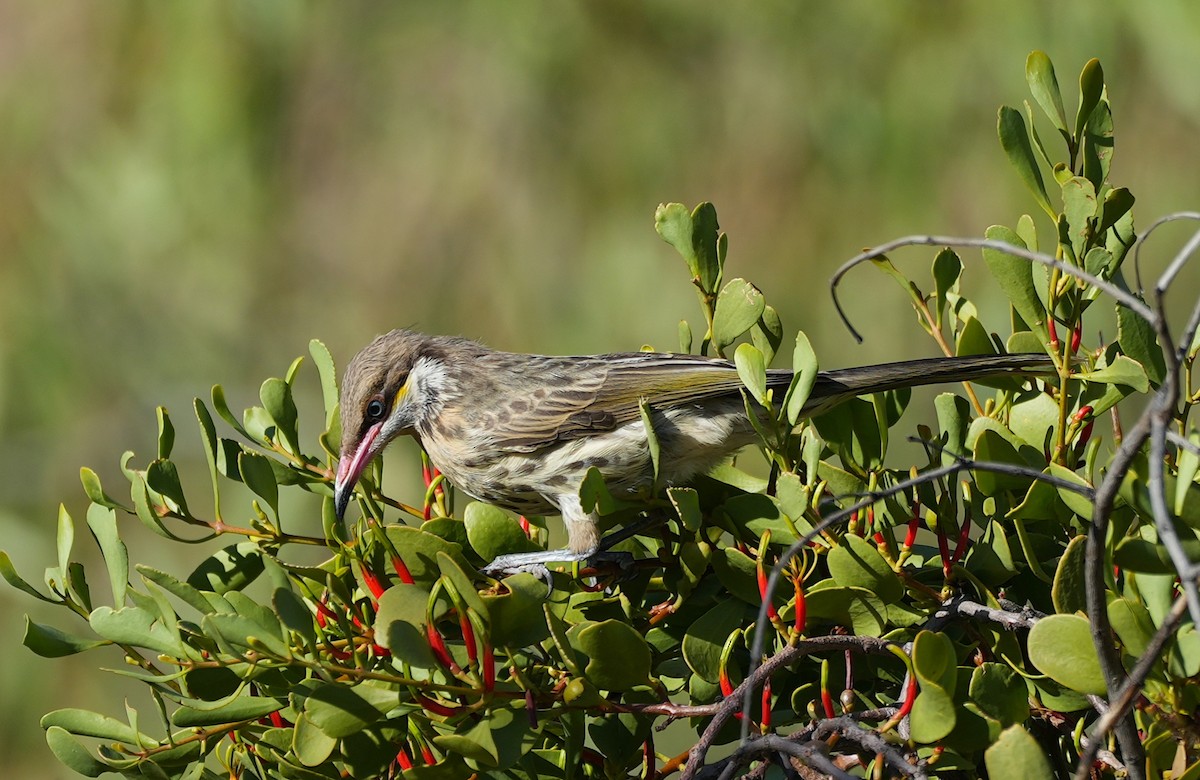 Diken Yanaklı Balkuşu - ML644526953