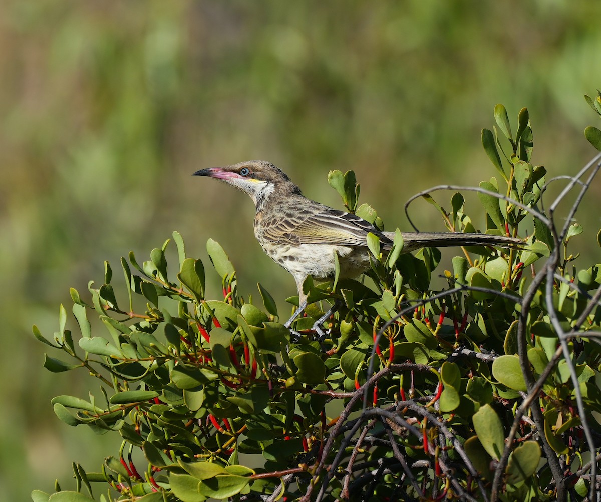 Diken Yanaklı Balkuşu - ML644526954