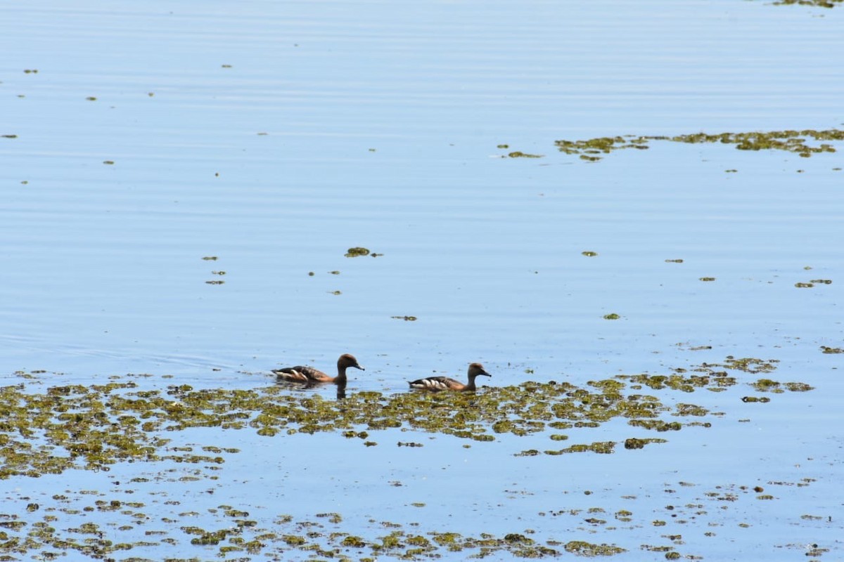 husička bažinná - ML644526964