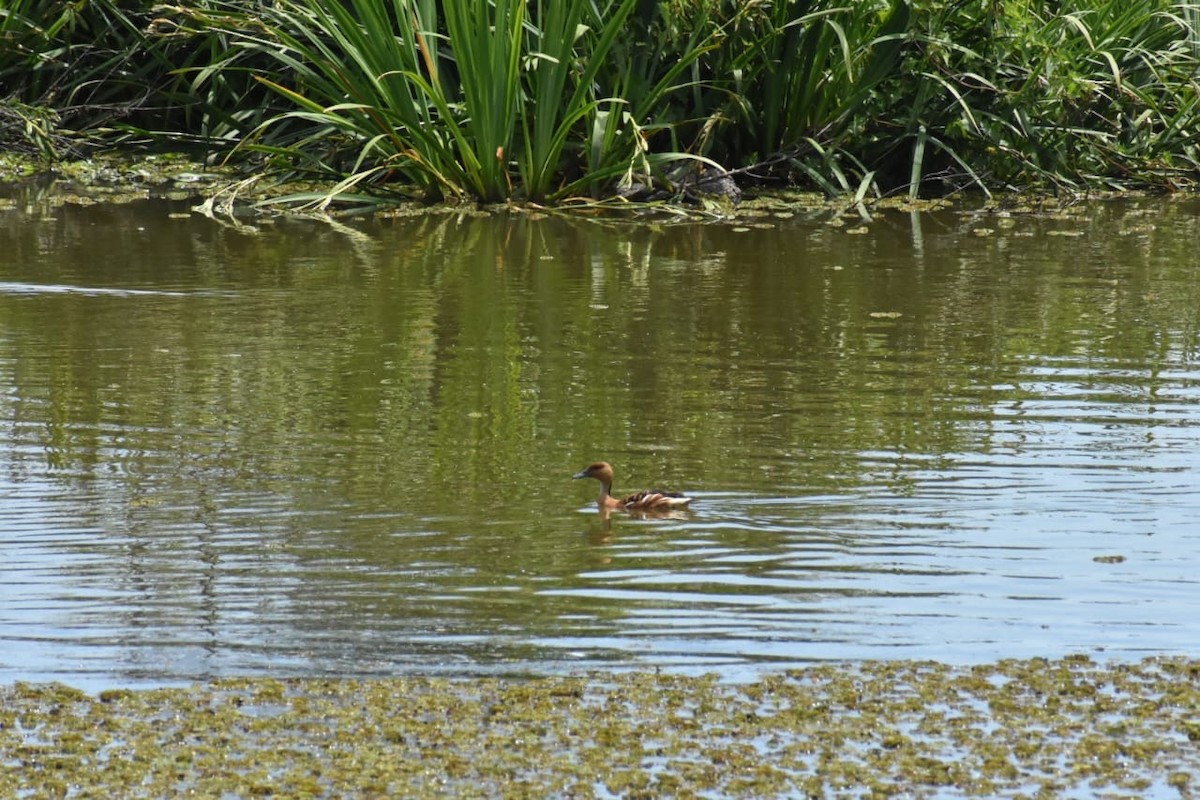 husička bažinná - ML644526965