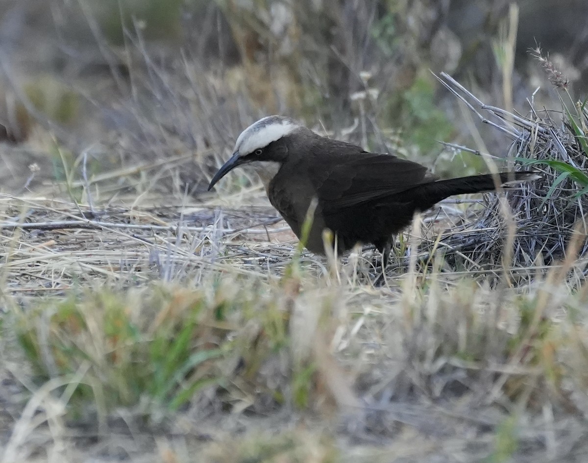 オーストラリアマルハシ - ML644526970