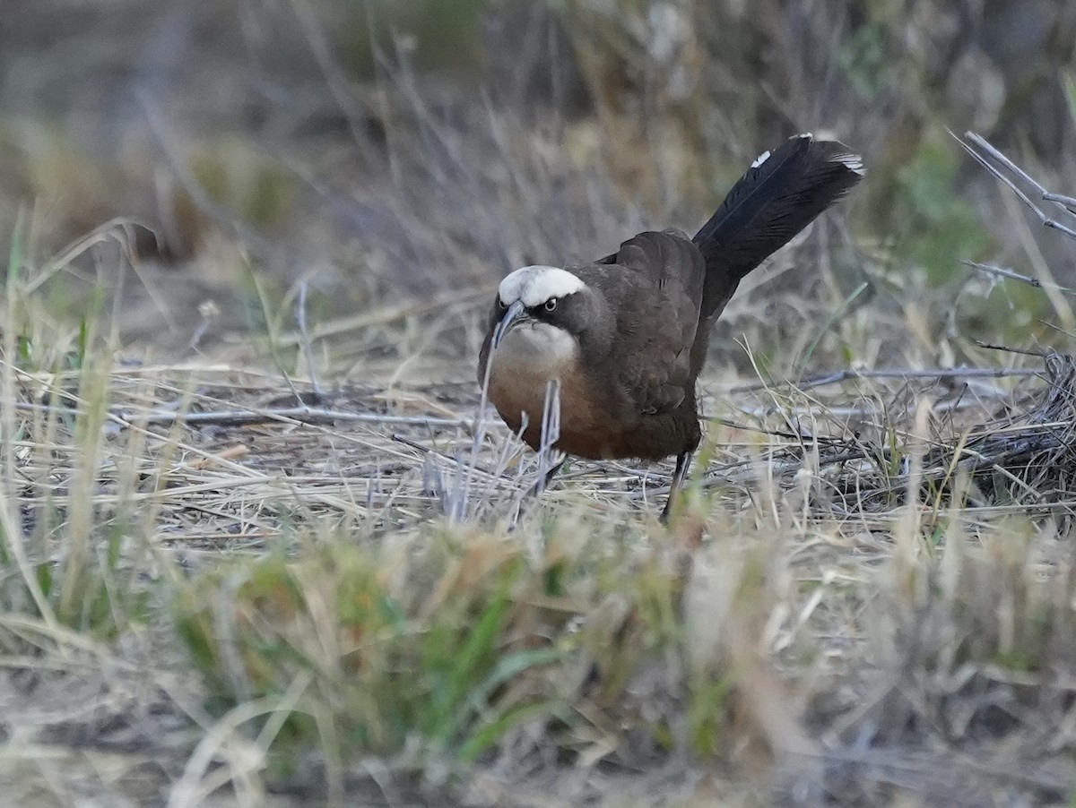 オーストラリアマルハシ - ML644526971