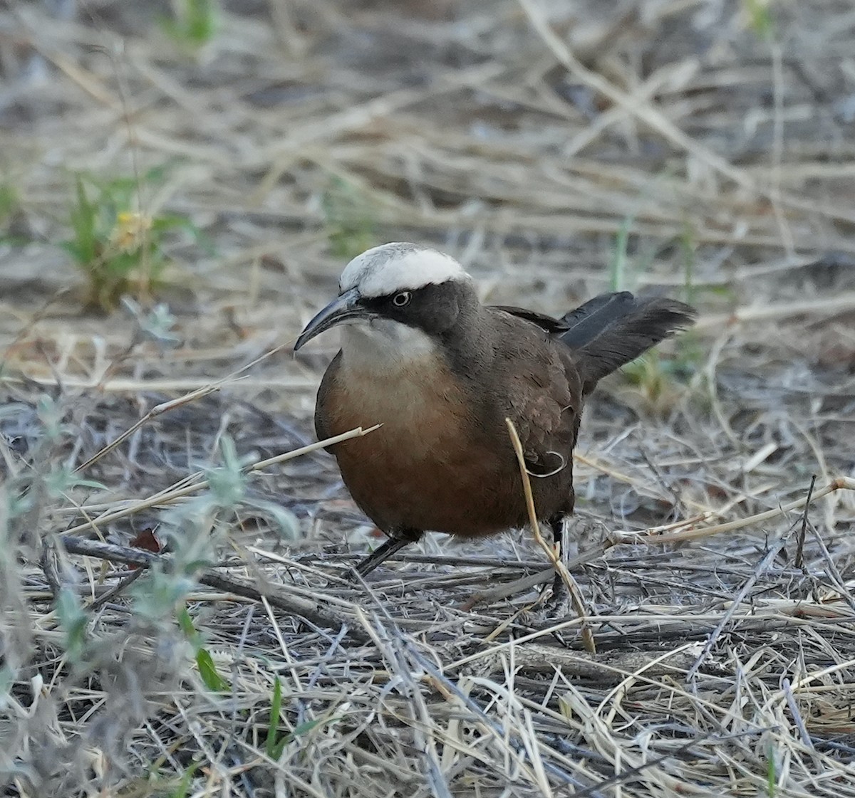 オーストラリアマルハシ - ML644526972