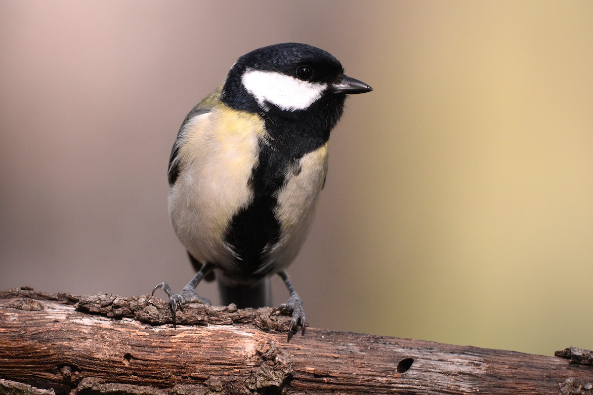 ヨーロッパシジュウカラ - ML644526978