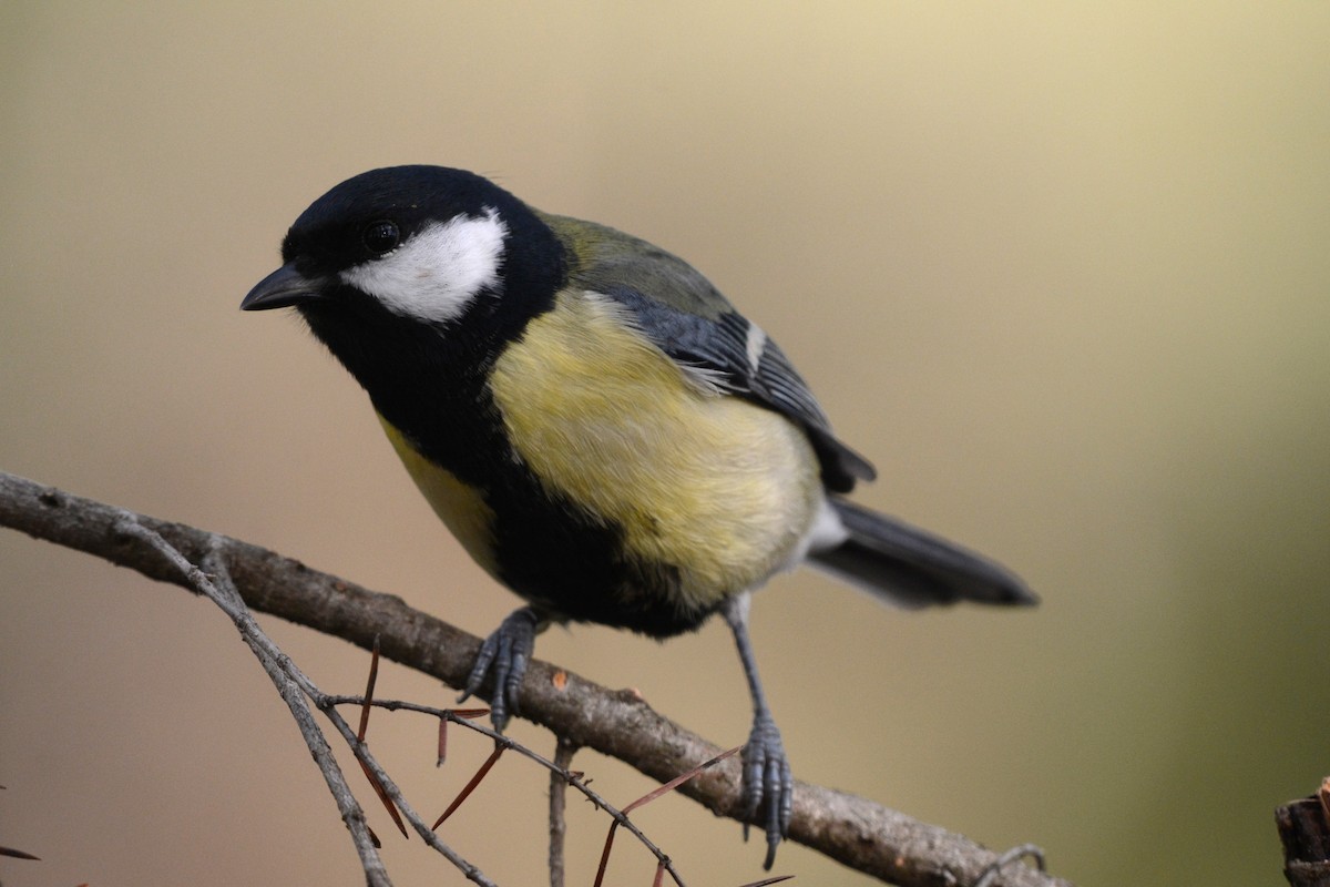 ヨーロッパシジュウカラ - ML644526980