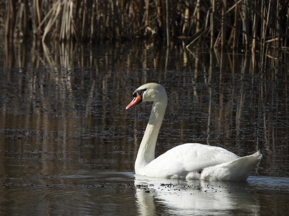 Mute Swan - ML644526982