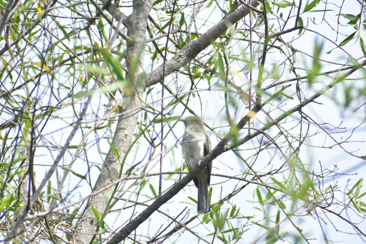 Graukehlkuckuck - ML644526984