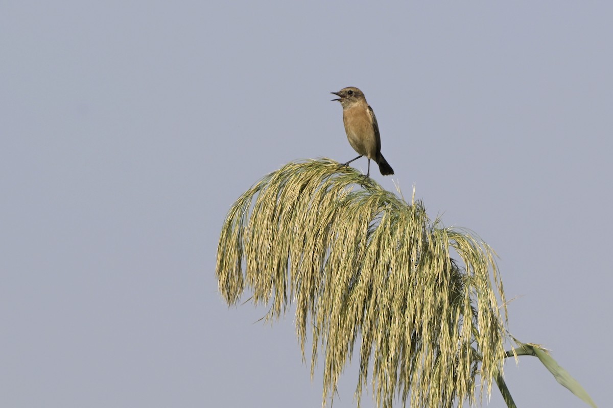 Сибирский черноголовый чекан - ML644526989