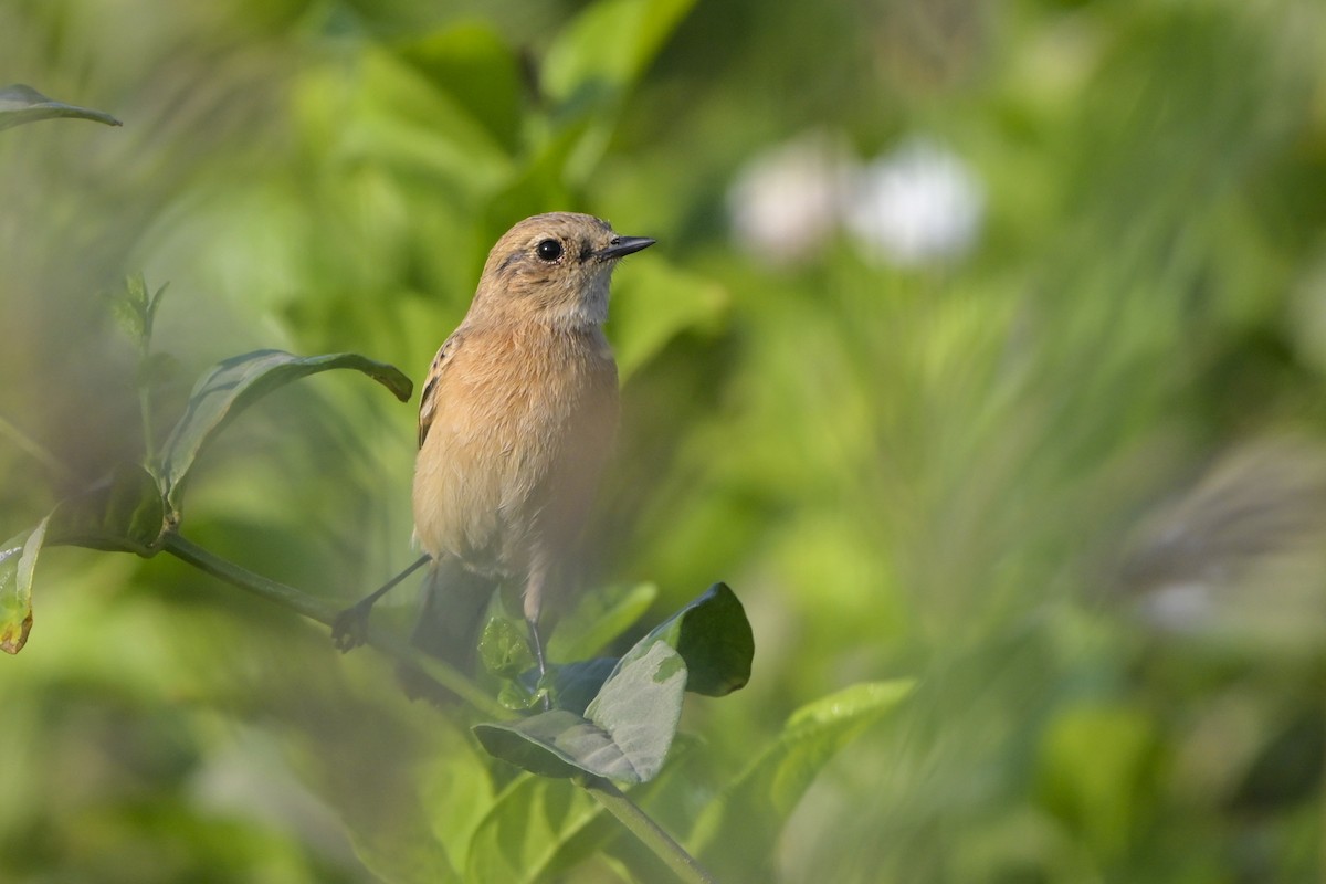 Сибирский черноголовый чекан - ML644526990