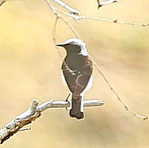 Nonnensteinschmätzer - ML644526994