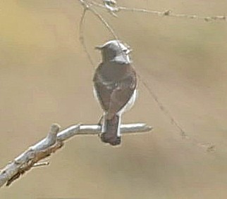 Nonnensteinschmätzer - ML644526995