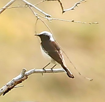 Nonnensteinschmätzer - ML644526996