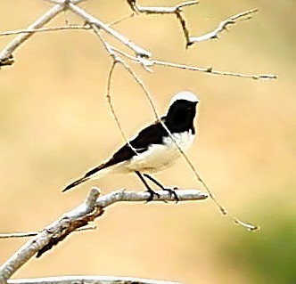 Nonnensteinschmätzer - ML644526997