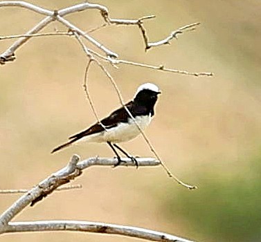 Nonnensteinschmätzer - ML644526998