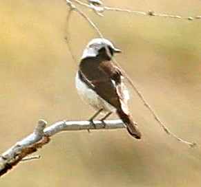 Nonnensteinschmätzer - ML644526999