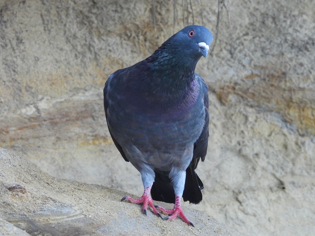 יונת בית - ML644527010