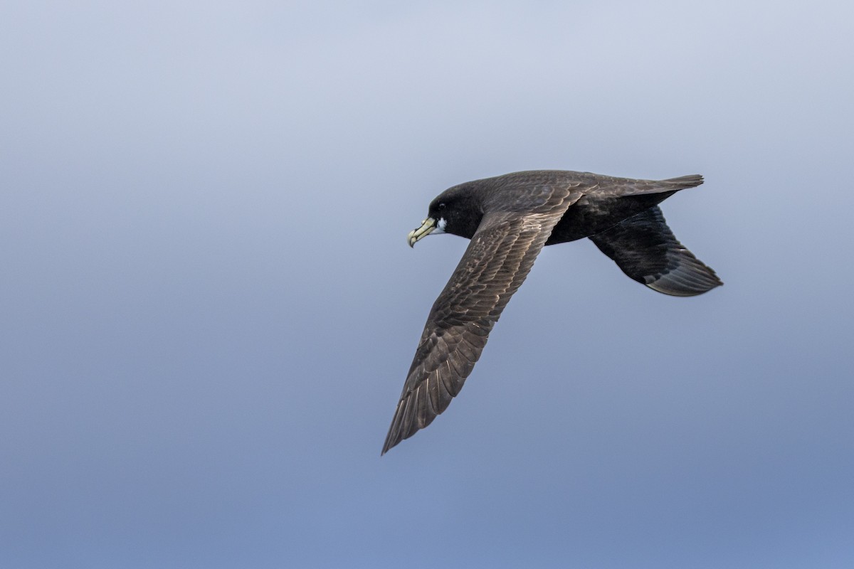 White-chinned Petrel - ML644527011