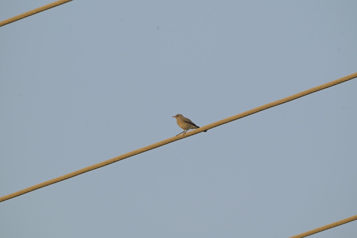 Чернохвостка - ML644527012