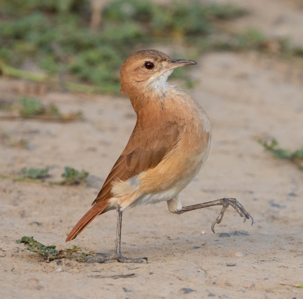 Pas Rengi Çömlekçikuşu - ML644527022