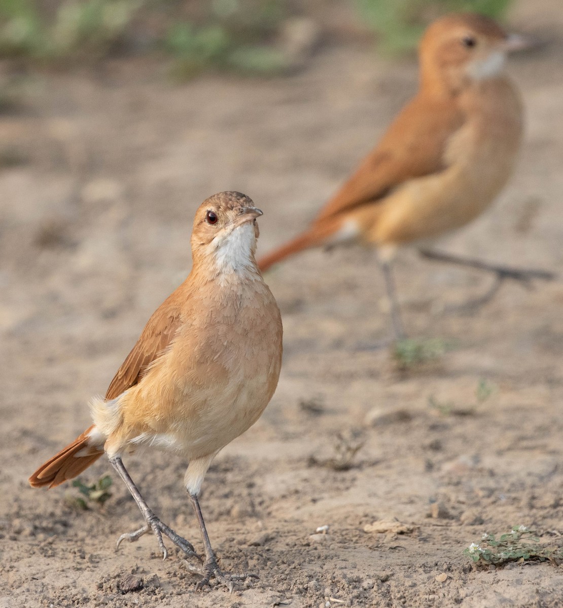 Pas Rengi Çömlekçikuşu - ML644527023