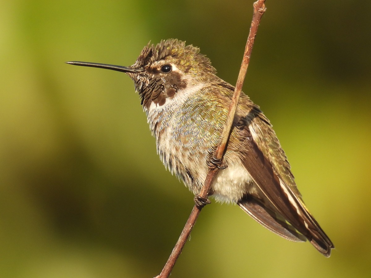 Anna's Hummingbird - ML644527025