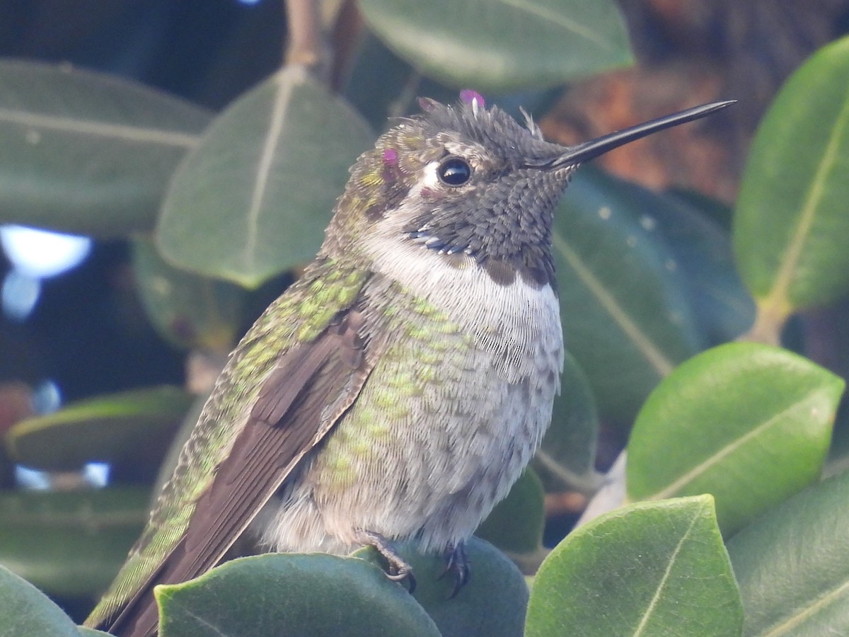 Anna's Hummingbird - ML644527027