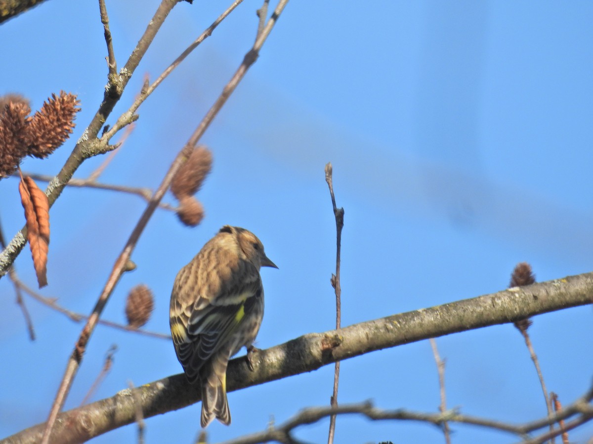 Pine Siskin - ML644527028