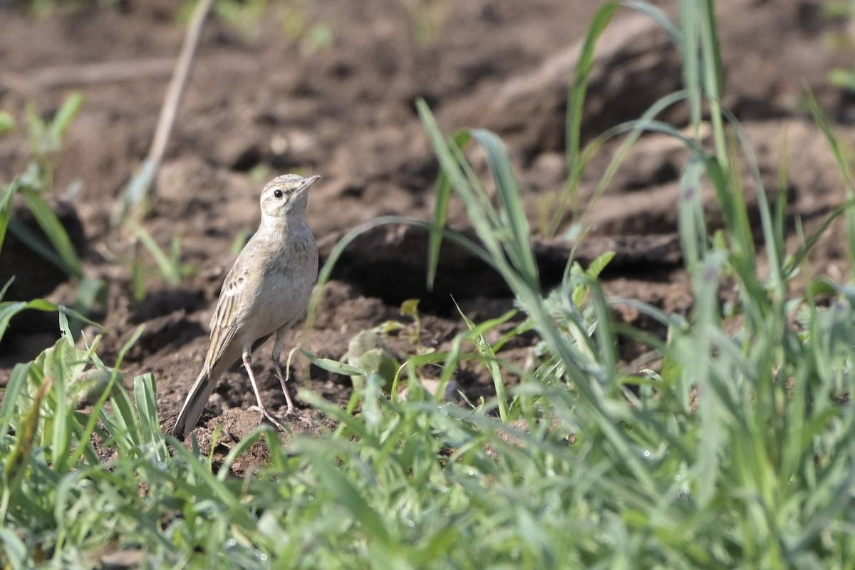 Полевой конёк - ML644527053