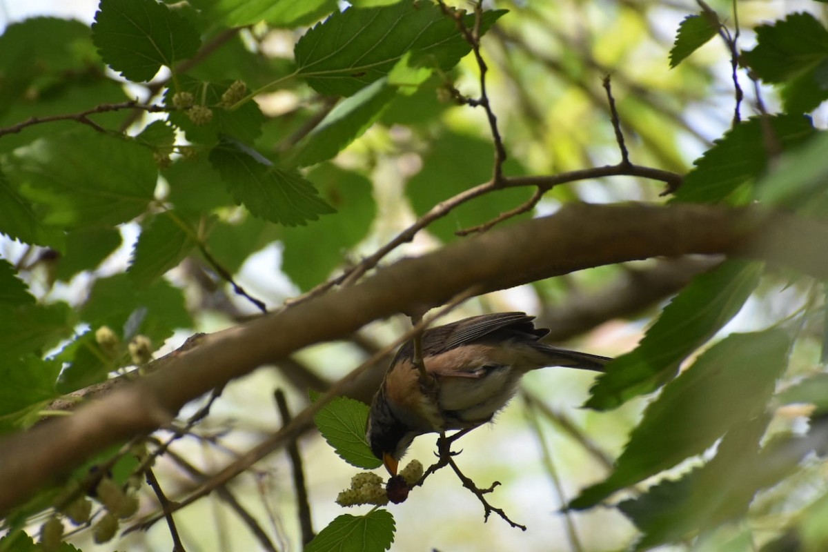 Many-colored Chaco Finch - ML644527056