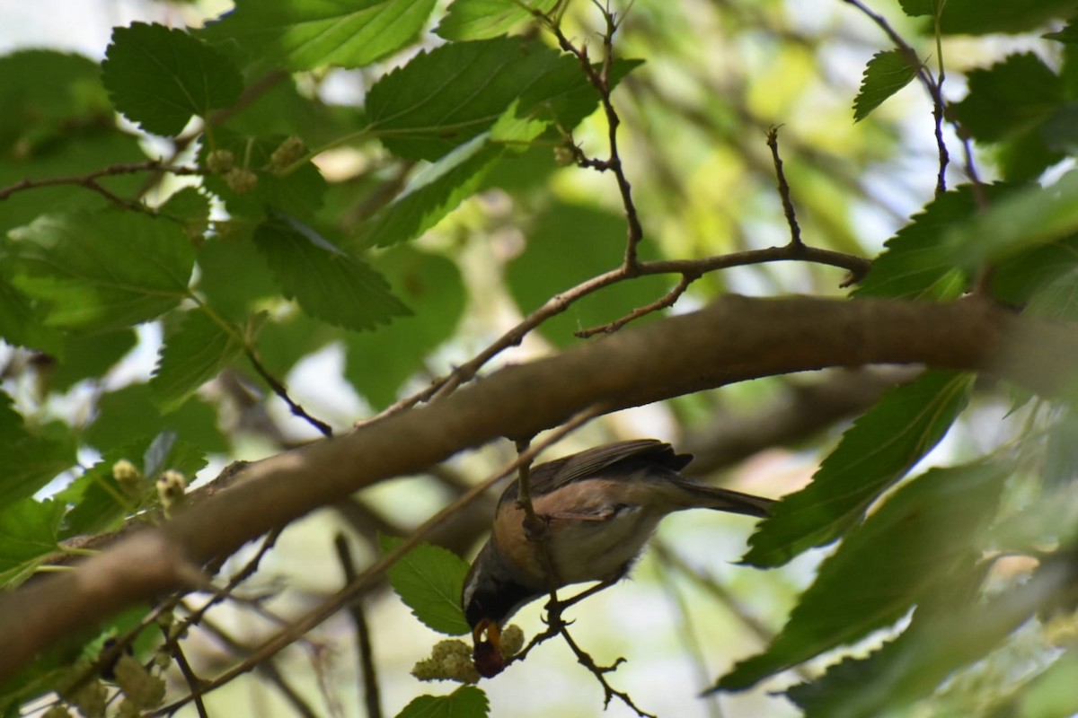 Many-colored Chaco Finch - ML644527057