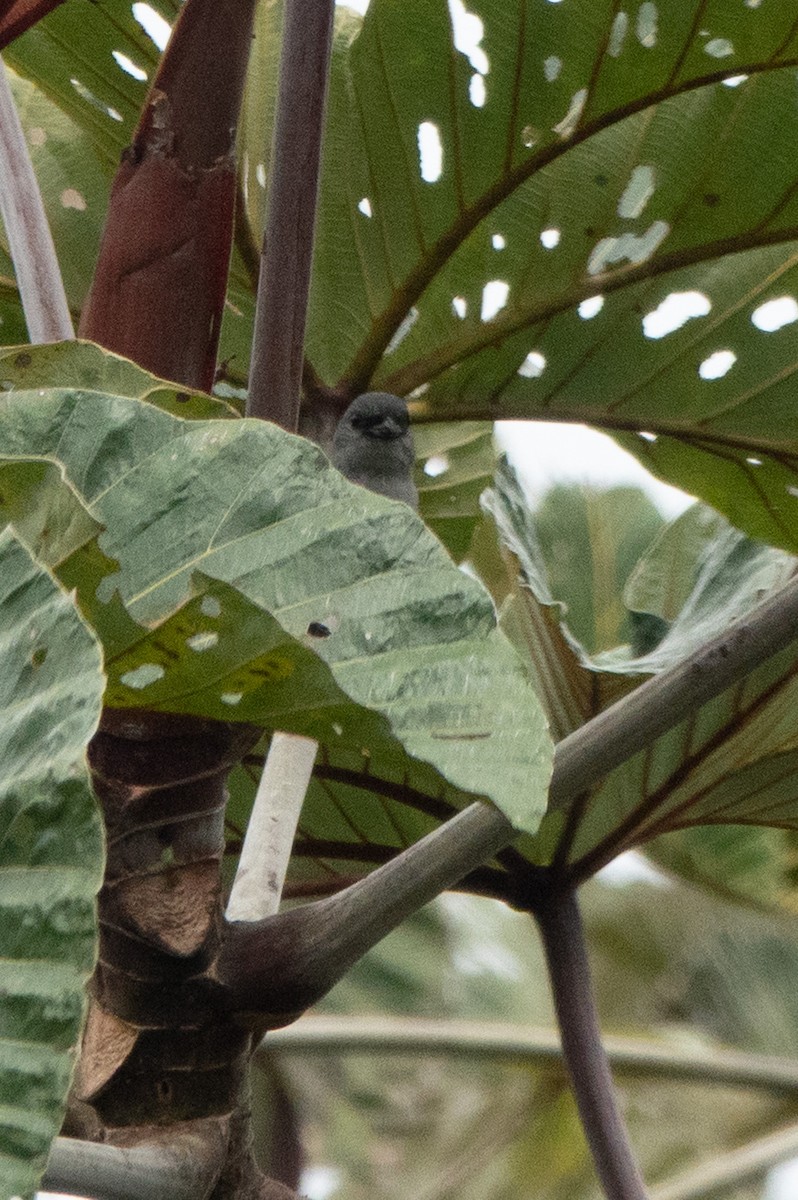 Plain-colored Tanager - ML644527060