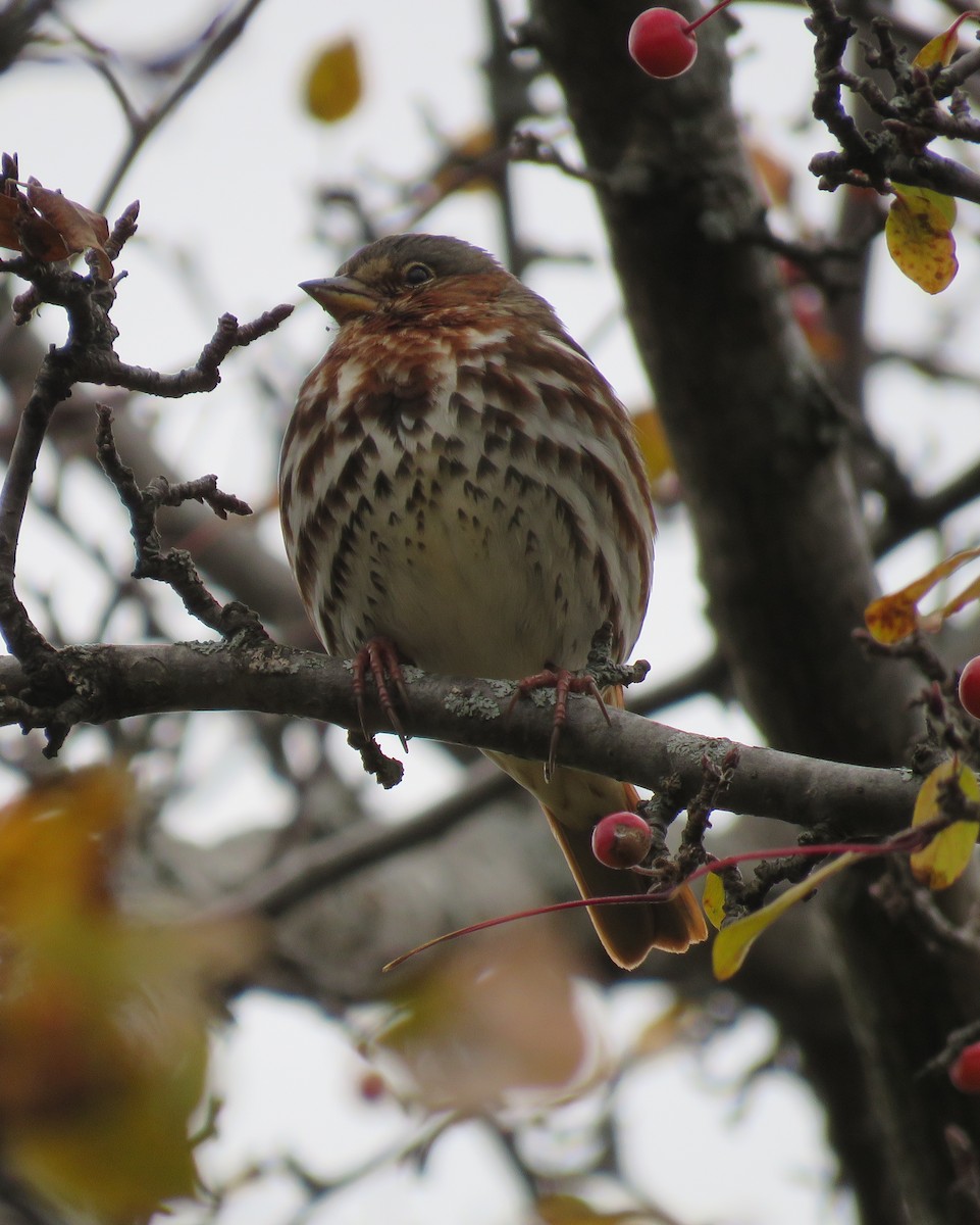 Fox Sparrow - ML644527061