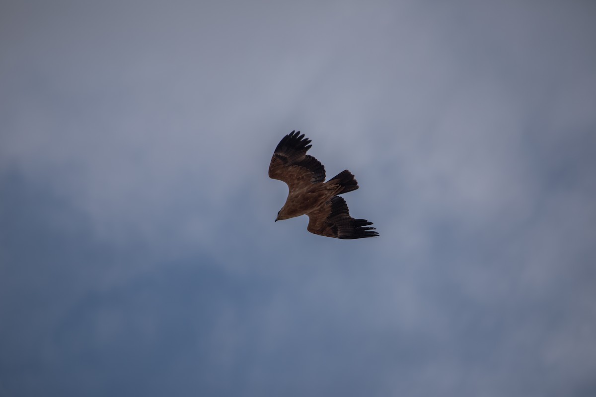 Tawny Eagle - ML644527066