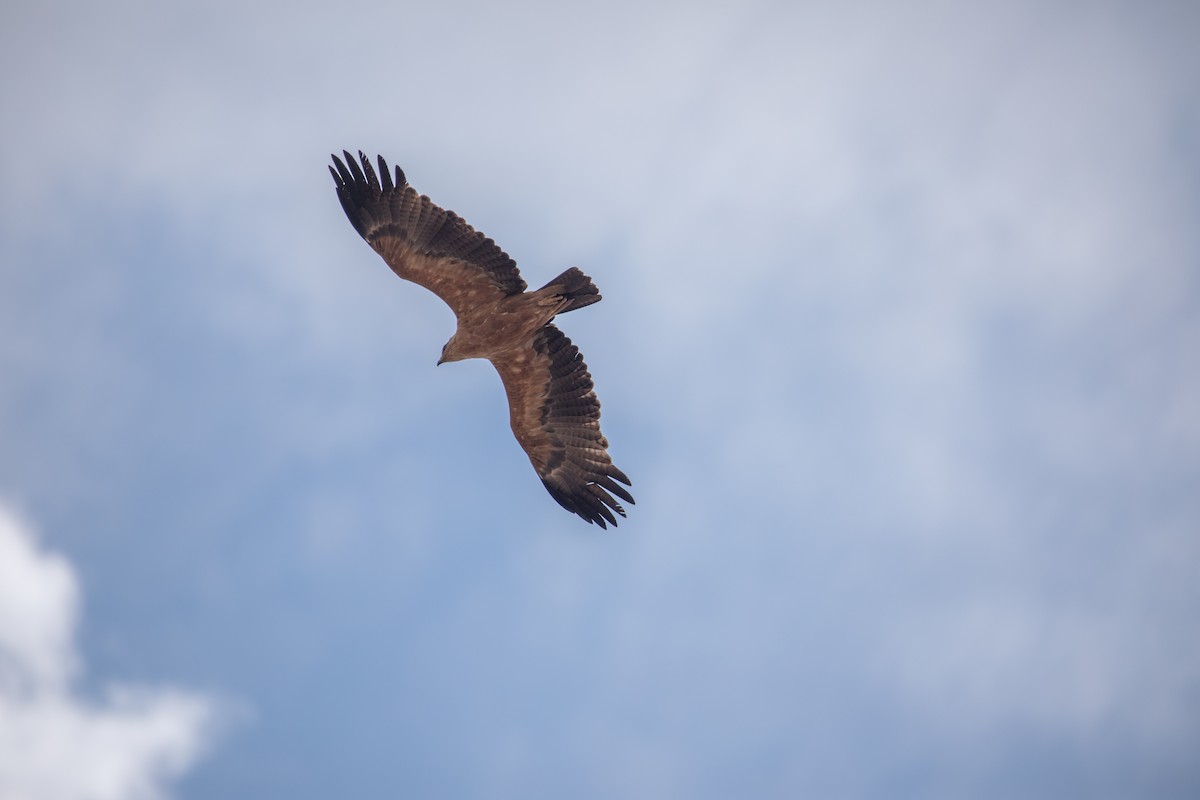 Tawny Eagle - ML644527067