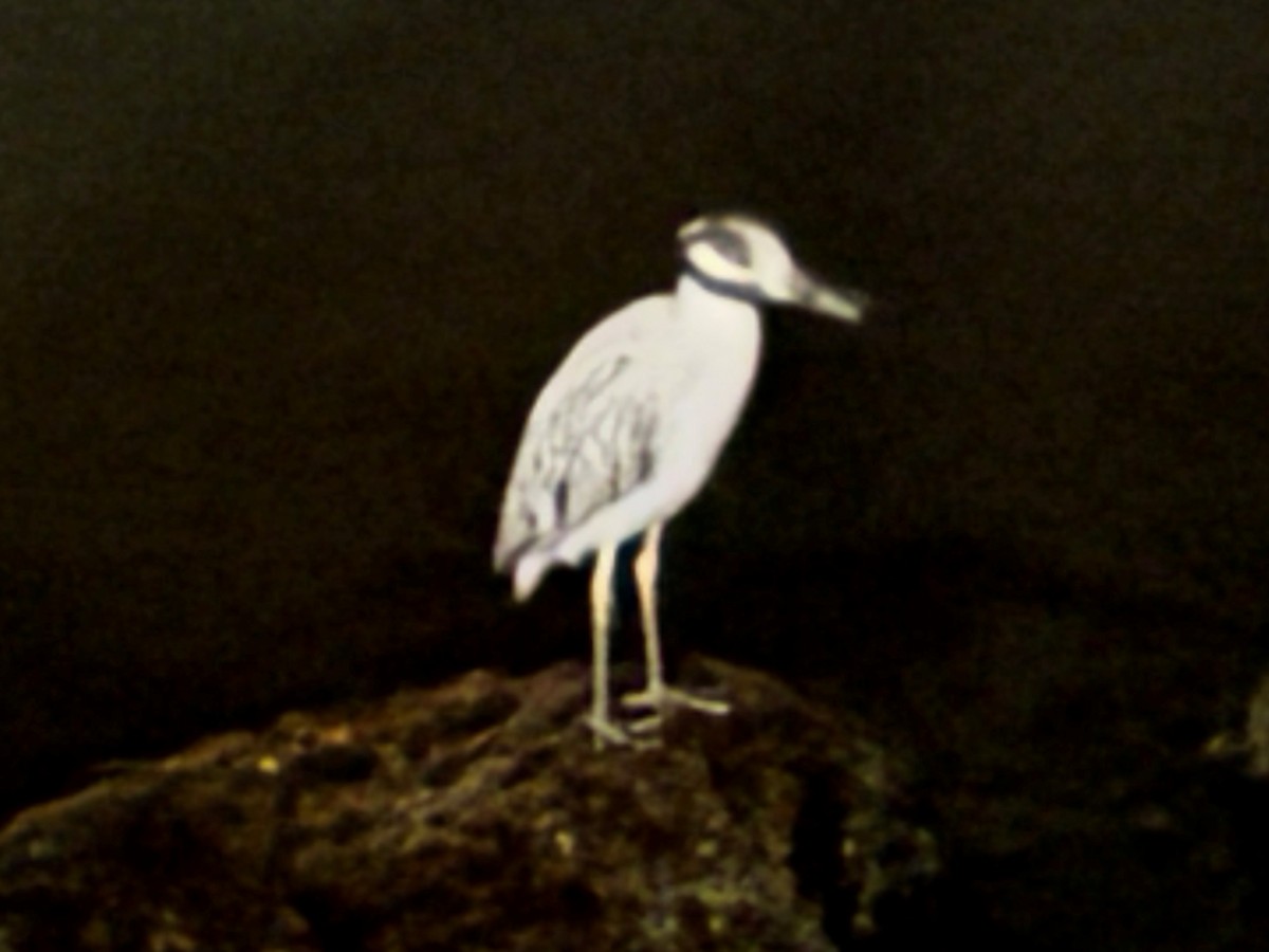 Yellow-crowned Night Heron - ML644527068