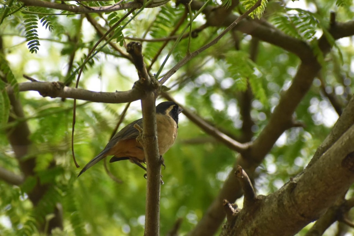 Golden-billed Saltator - ML644527072