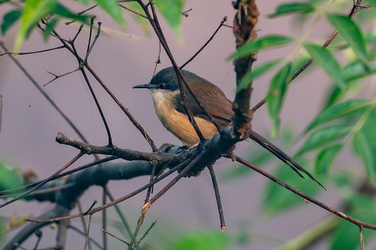 Ashy Prinia - ML644527075