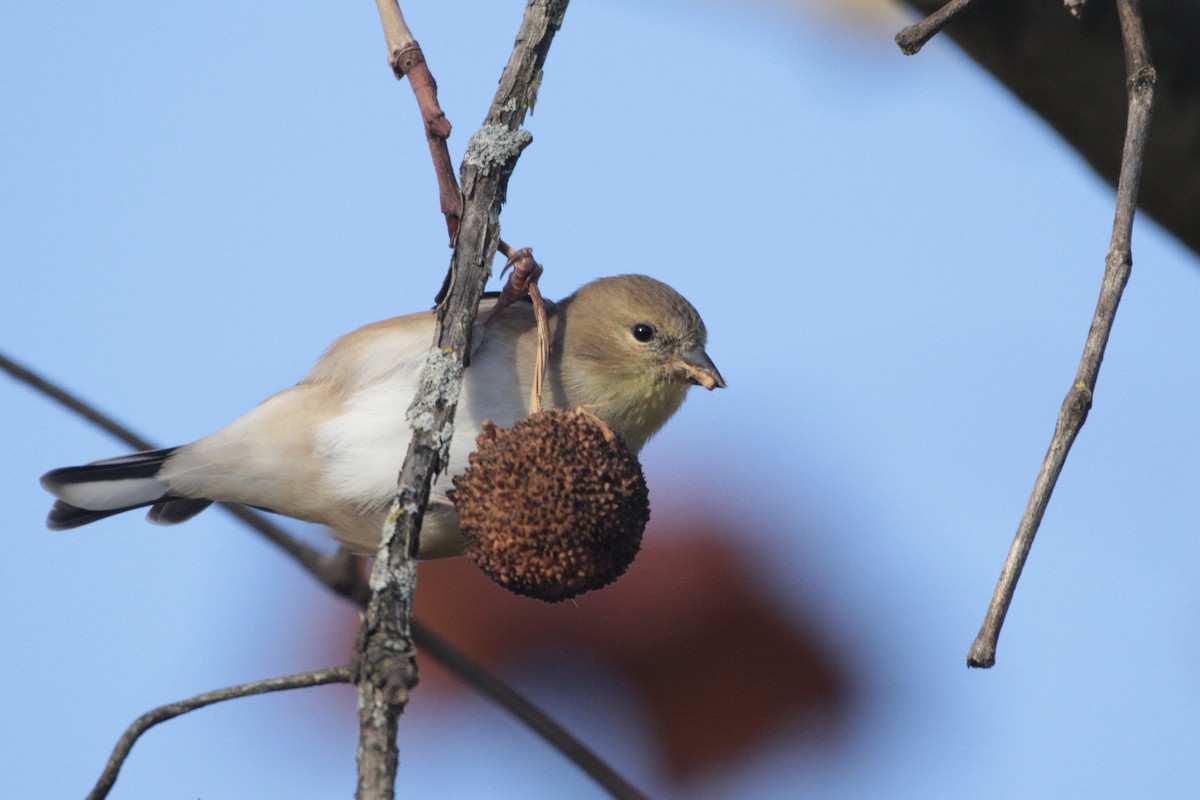 American Goldfinch - ML644527076