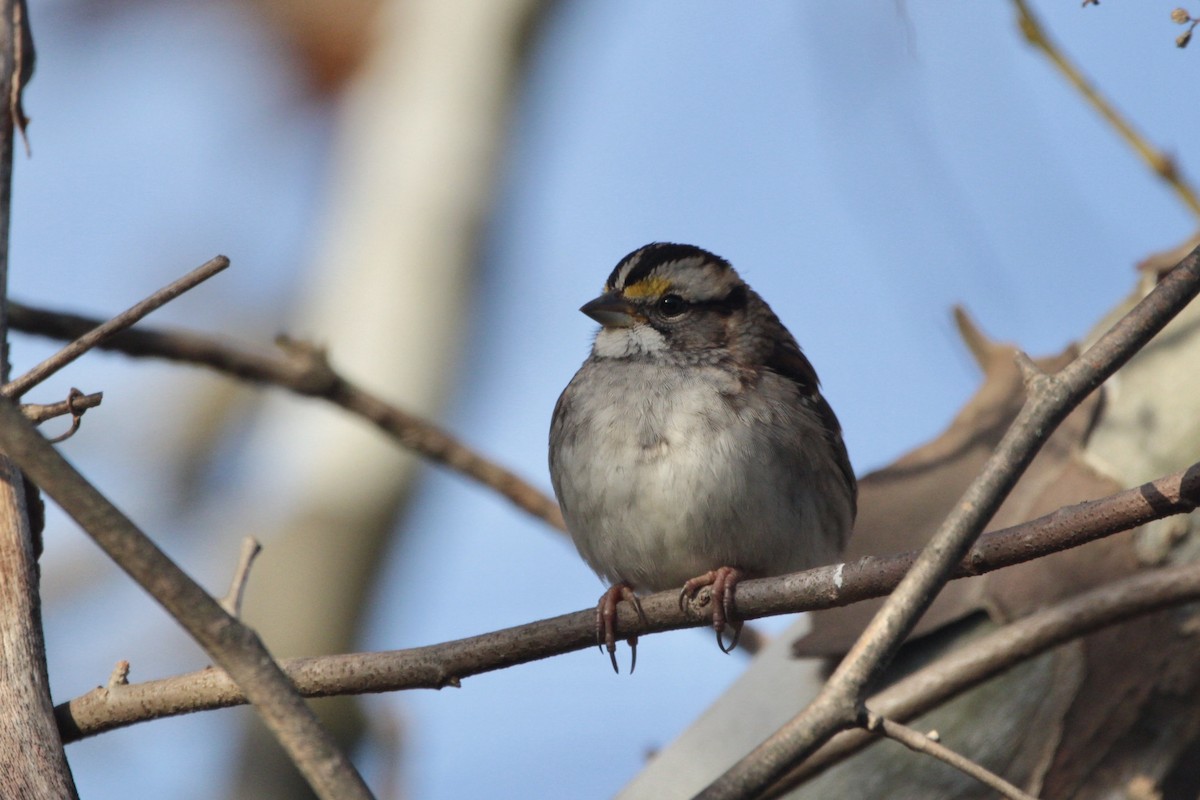 White-throated Sparrow - ML644527083