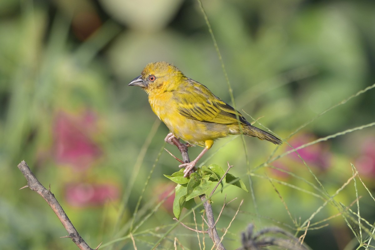 Иволговый ткач - ML644527084