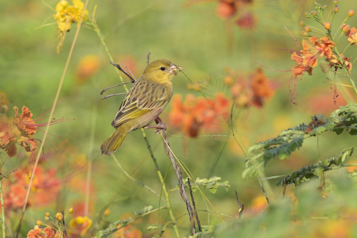 Иволговый ткач - ML644527085