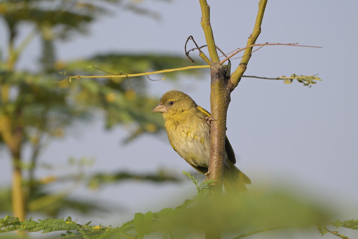 Иволговый ткач - ML644527086