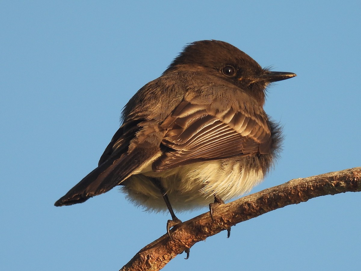 Black Phoebe - ML644527093