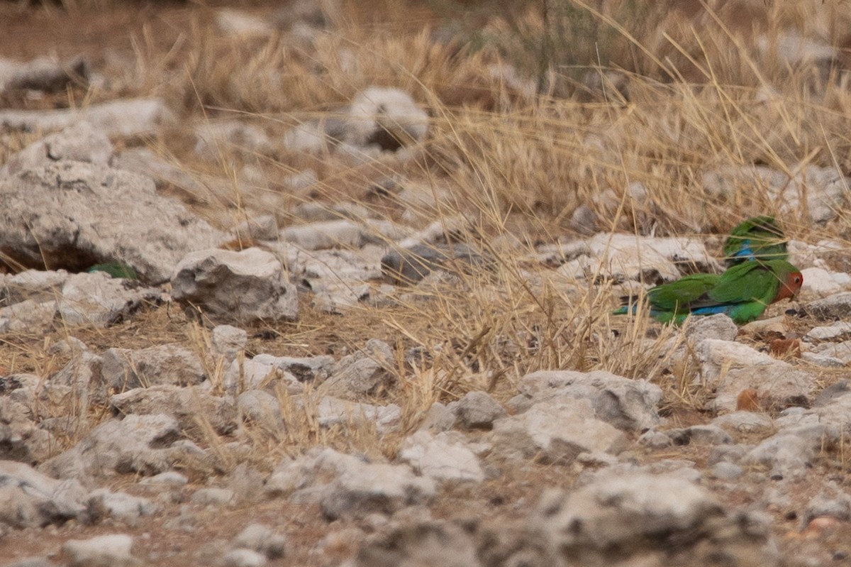 Rosy-faced Lovebird - ML644527094