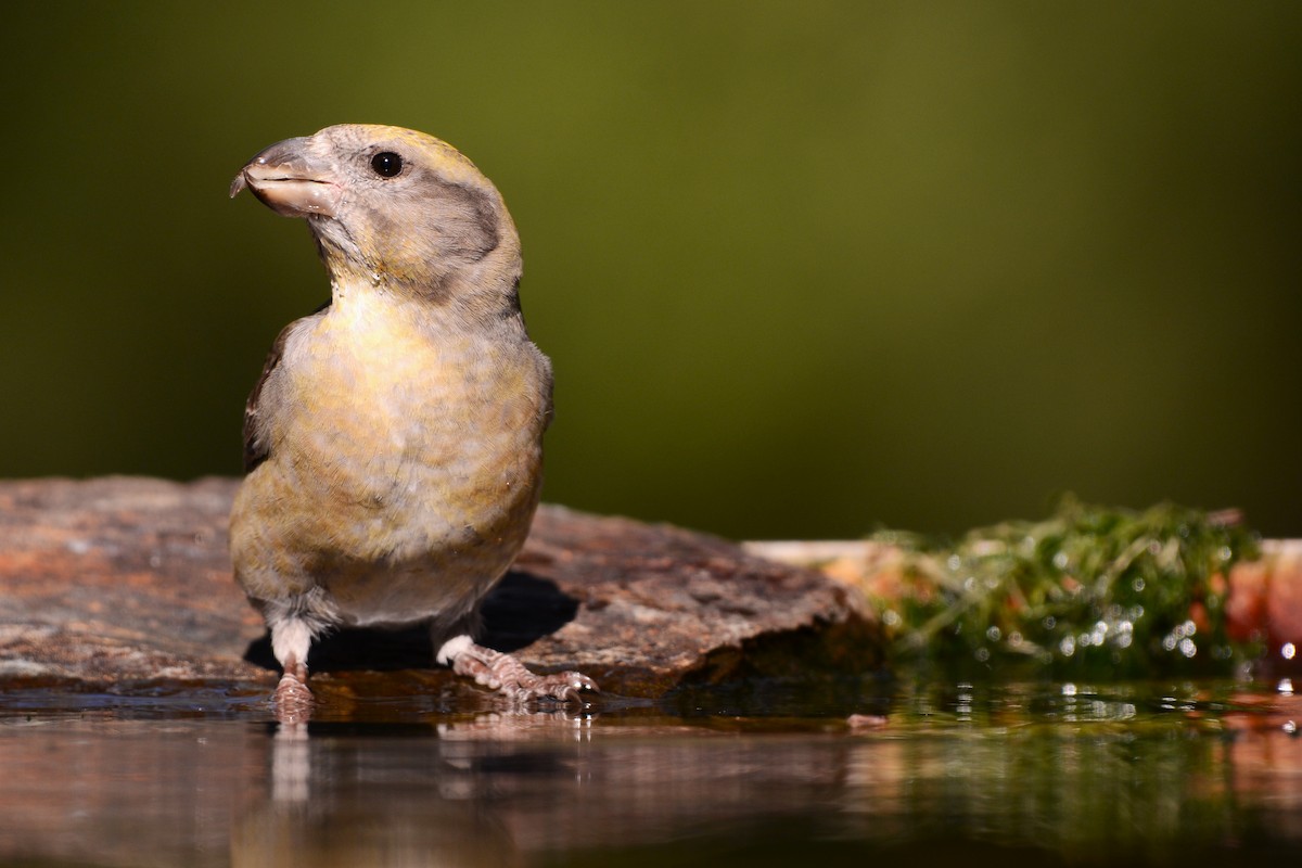 Bec-croisé des sapins - ML644527095