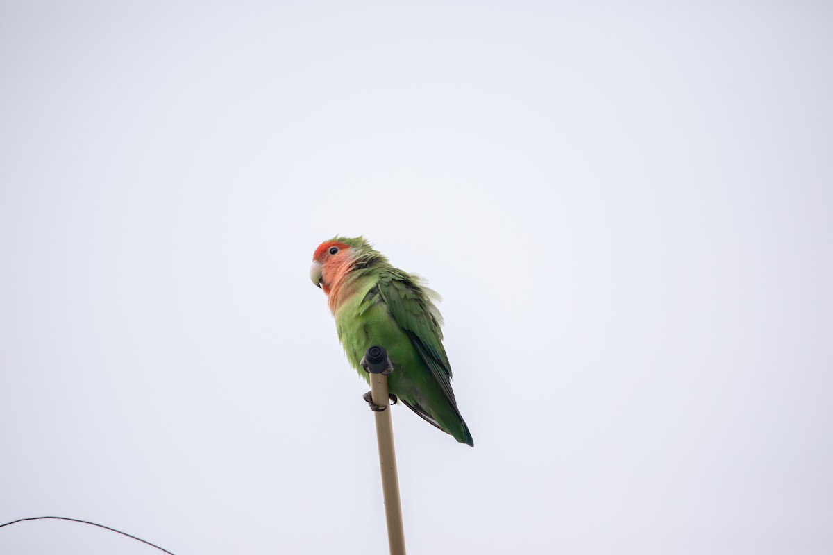 Rosy-faced Lovebird - ML644527096
