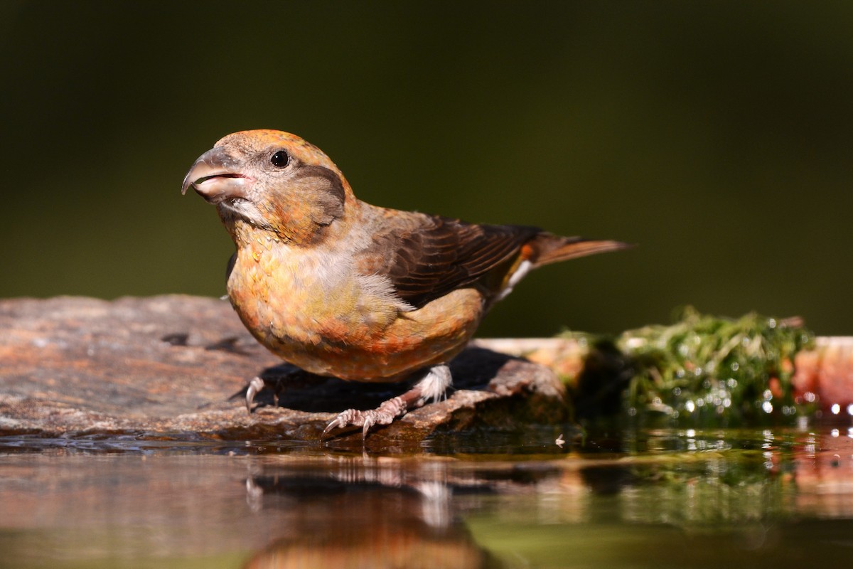 Bec-croisé des sapins - ML644527097