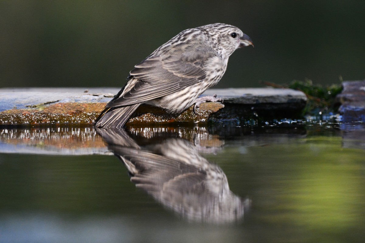 Bec-croisé des sapins - ML644527098