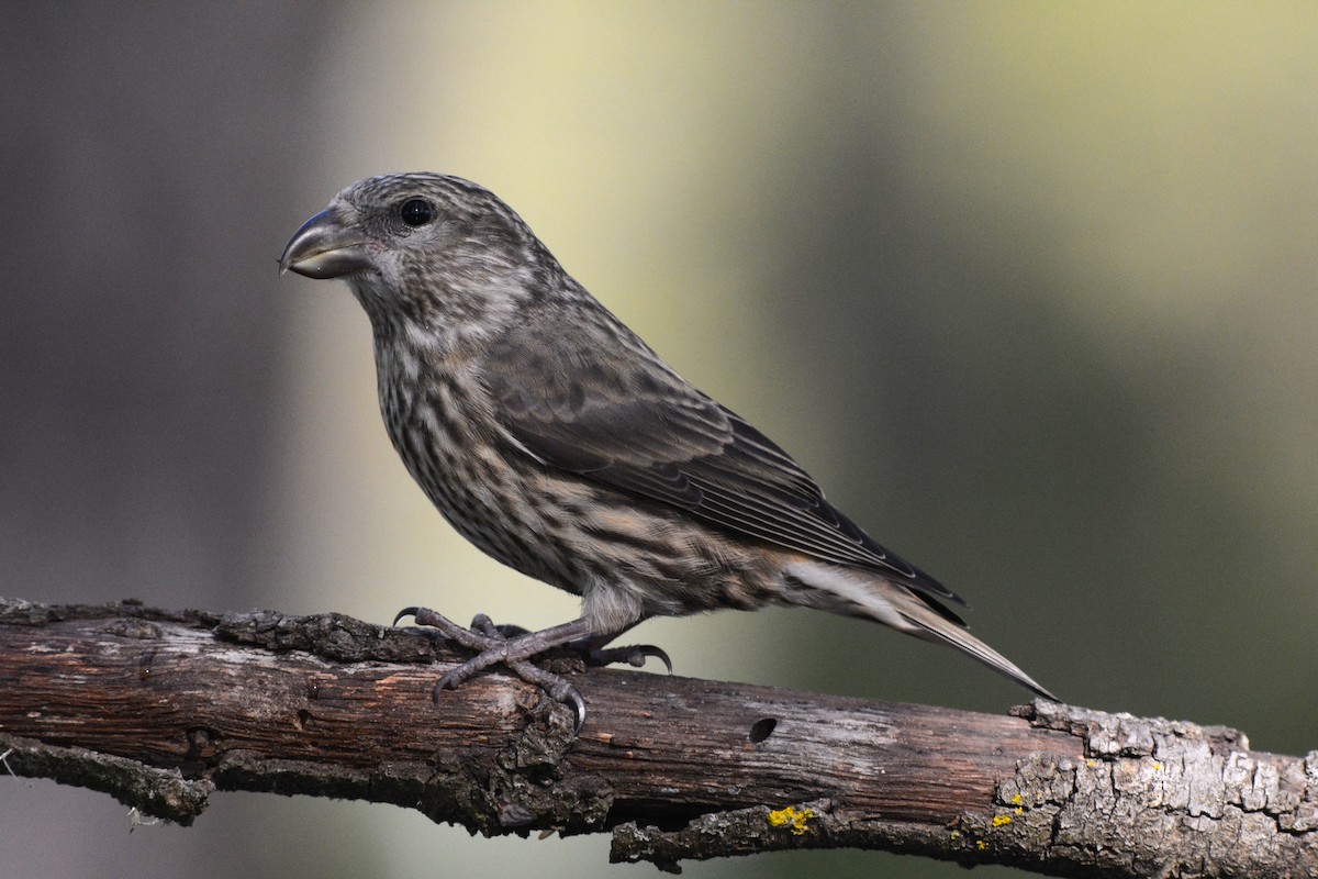 Bec-croisé des sapins - ML644527100