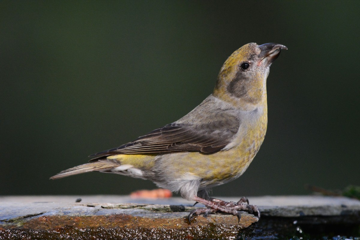Bec-croisé des sapins - ML644527101